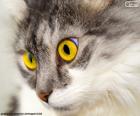 Γάτα κίτρινο μάτια